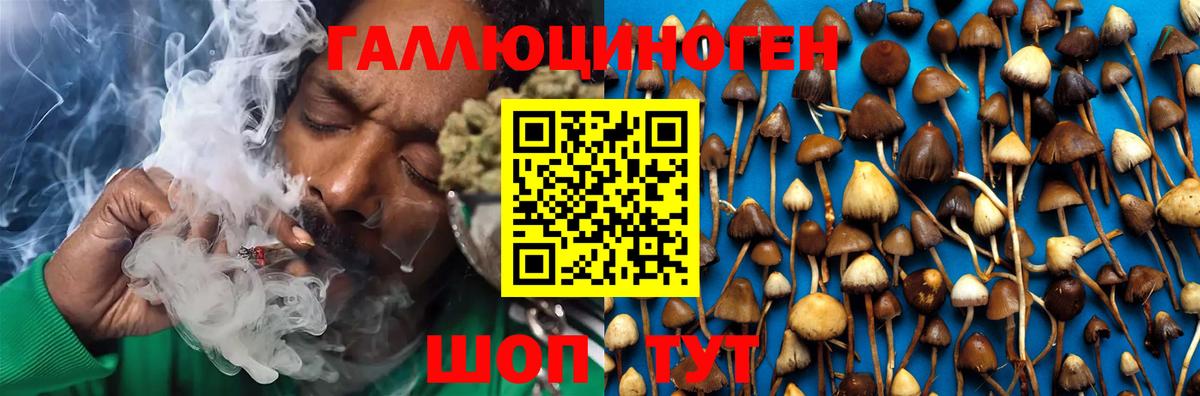 купить наркотики цена  Камышин  Псилоцибиновые грибы Magic Shrooms 