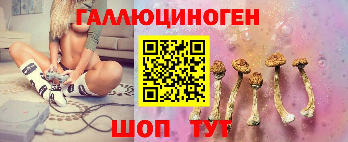 Псилоцибиновые грибы Psilocybine cubensis Камышин