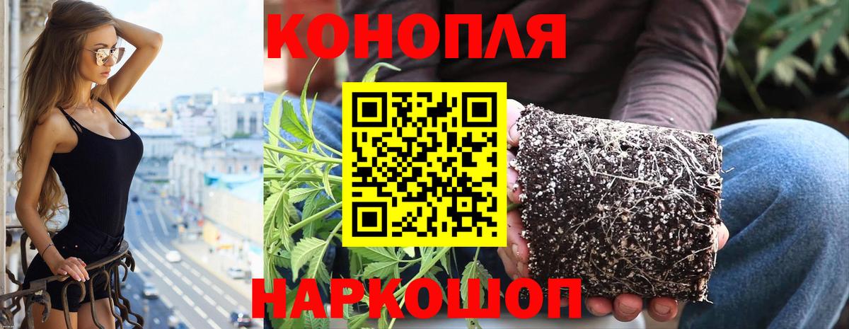 Канабис марихуана  Бошки марихуана Amnesia  Вход с VPN  Шишки марихуана Amnesia  Камышин 